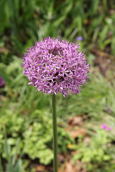 allium