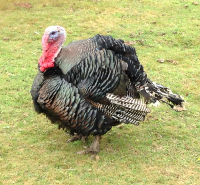a-turkey