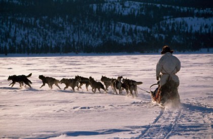 a-sled dogs